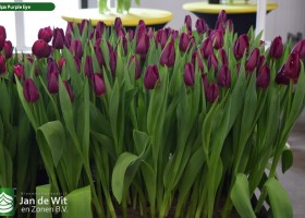 Tulipa Purple Eye (2)